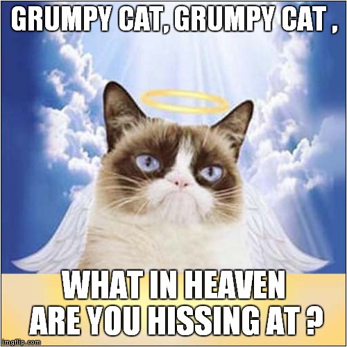 Grumpys Hissy Fit in Heaven | GRUMPY CAT, GRUMPY CAT , WHAT IN HEAVEN ARE YOU HISSING AT ? | image tagged in cats,grumpy cat | made w/ Imgflip meme maker