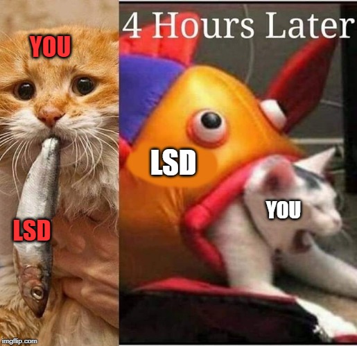 cat on drugs | YOU; LSD; YOU; LSD | image tagged in lsd,cat | made w/ Imgflip meme maker