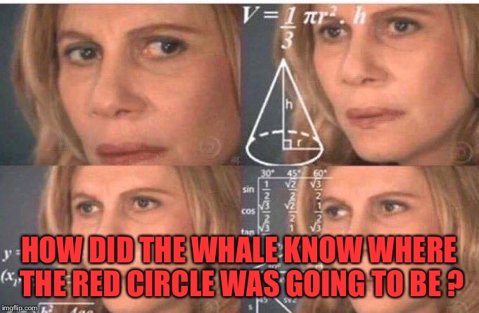 Math lady/Confused lady | HOW DID THE WHALE KNOW WHERE THE RED CIRCLE WAS GOING TO BE ? | image tagged in math lady/confused lady | made w/ Imgflip meme maker