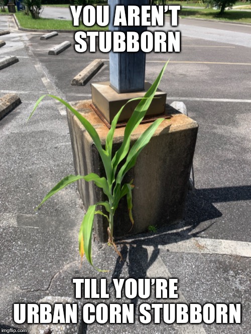 Urban corn | YOU AREN’T STUBBORN; TILL YOU’RE URBAN CORN STUBBORN | image tagged in corn,stubborn,urban | made w/ Imgflip meme maker