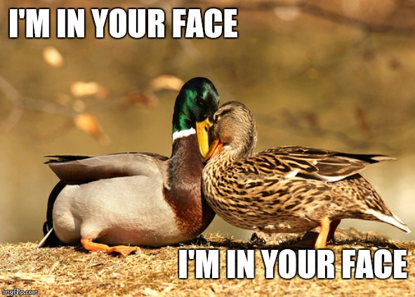 In yo face | I'M IN YOUR FACE; I'M IN YOUR FACE | image tagged in face to face ducks,duck,ducks,funny | made w/ Imgflip meme maker