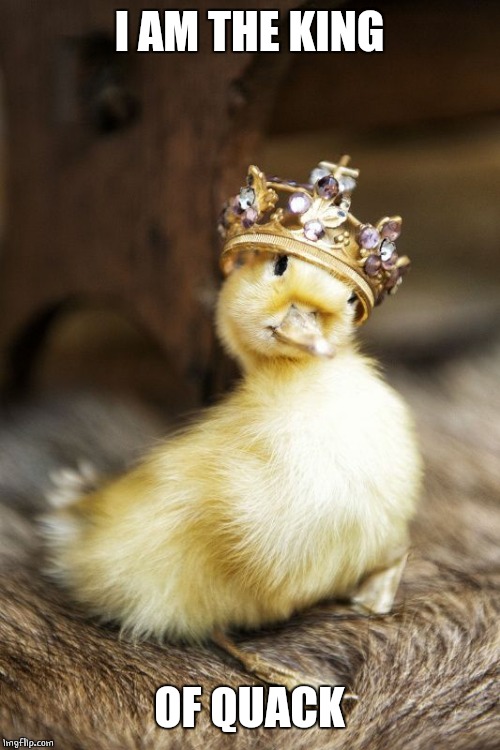 Quack king | I AM THE KING; OF QUACK | image tagged in duckling king,quack,duck,duckling,ducks | made w/ Imgflip meme maker