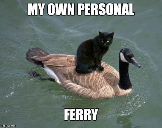 Cat ferry | MY OWN PERSONAL; FERRY | image tagged in cats,cat,goose,funny | made w/ Imgflip meme maker