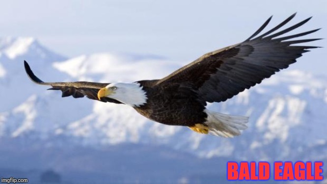 eagle | BALD EAGLE | image tagged in eagle | made w/ Imgflip meme maker