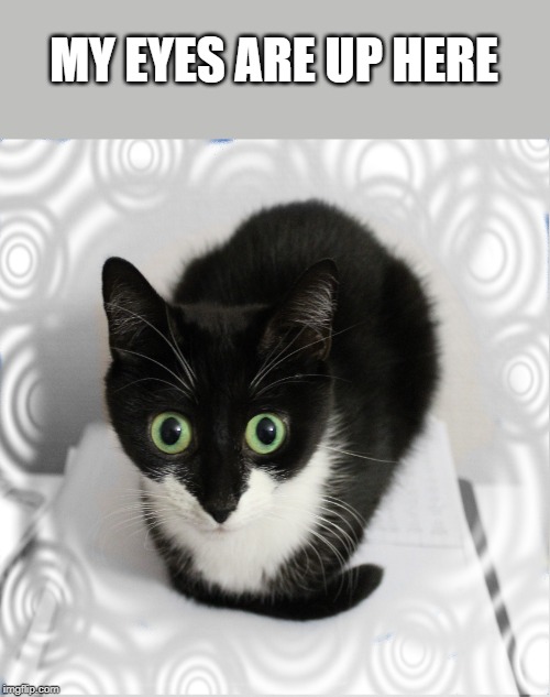 Minni cat | MY EYES ARE UP HERE | image tagged in cats,aww,eyes,crazy eyes | made w/ Imgflip meme maker