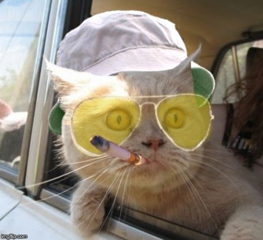 Fear And Loathing Cat Meme | image tagged in memes,fear and loathing cat | made w/ Imgflip meme maker