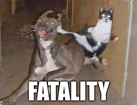 He did not see that coming! | FATALITY | image tagged in get rekt,fatality,dog vs cat,meme,funny memes | made w/ Imgflip meme maker