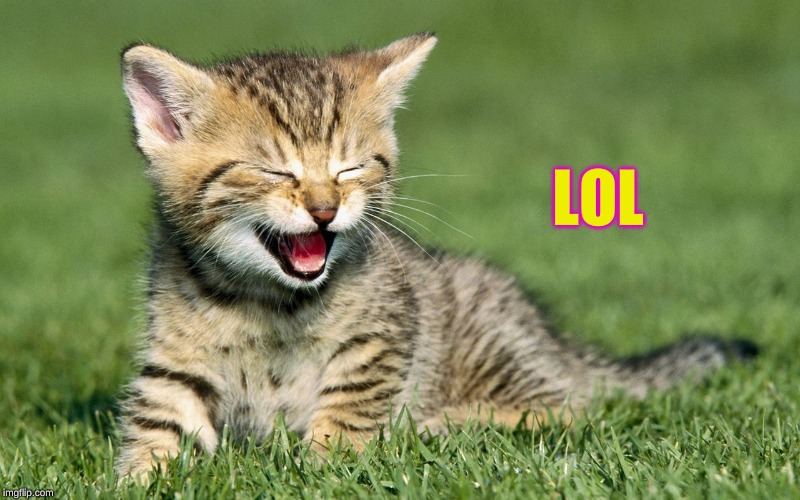 laughing cat | LOL | image tagged in laughing cat | made w/ Imgflip meme maker