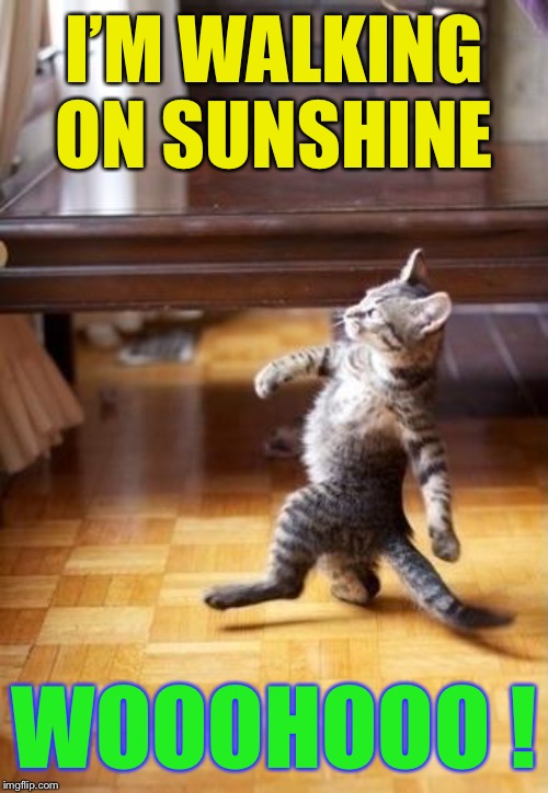 And don't it feel good… | I’M WALKING ON SUNSHINE; WOOOHOOO ! | image tagged in memes,cool cat stroll,katrina and the waves,the number one wooohooo,80s music | made w/ Imgflip meme maker