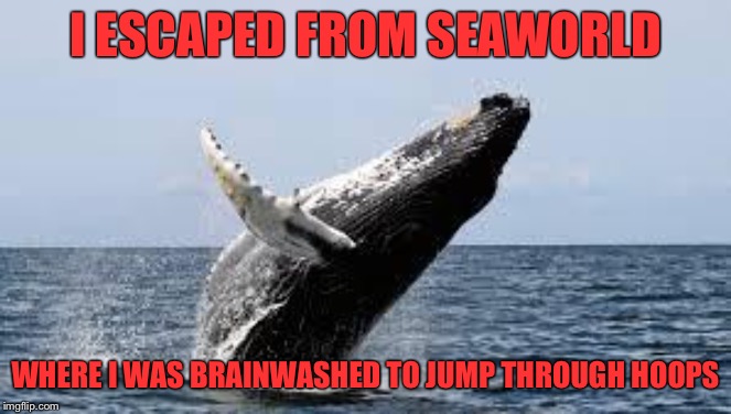 Whale. | I ESCAPED FROM SEAWORLD WHERE I WAS BRAINWASHED TO JUMP THROUGH HOOPS | image tagged in whale | made w/ Imgflip meme maker