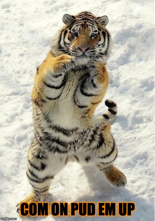 Boxing tiger | COM ON PUD EM UP | image tagged in boxing tiger | made w/ Imgflip meme maker