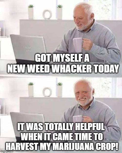 How High Harold! | GOT MYSELF A NEW WEED WHACKER TODAY; IT WAS TOTALLY HELPFUL WHEN IT CAME TIME TO HARVEST MY MARIJUANA CROP! | image tagged in memes,hide the pain harold | made w/ Imgflip meme maker