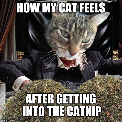 Scarcat | HOW MY CAT FEELS; AFTER GETTING INTO THE CATNIP | image tagged in memes | made w/ Imgflip meme maker