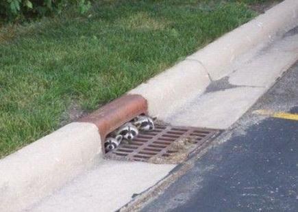 image tagged in funny,animals