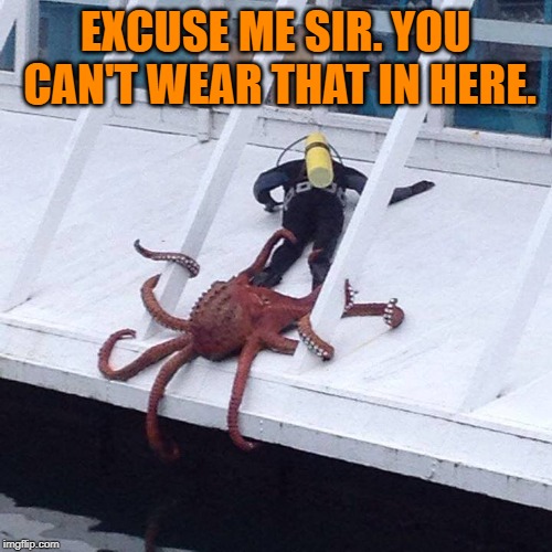 octopus | EXCUSE ME SIR. YOU CAN'T WEAR THAT IN HERE. | image tagged in octopus | made w/ Imgflip meme maker