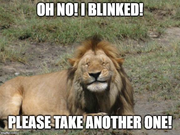 OH NO! I BLINKED! PLEASE TAKE ANOTHER ONE! | image tagged in funny,animals,memes | made w/ Imgflip meme maker