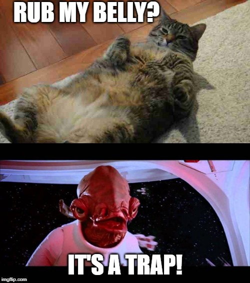 A very clever trap! | RUB MY BELLY? IT'S A TRAP! | image tagged in it's a trap | made w/ Imgflip meme maker