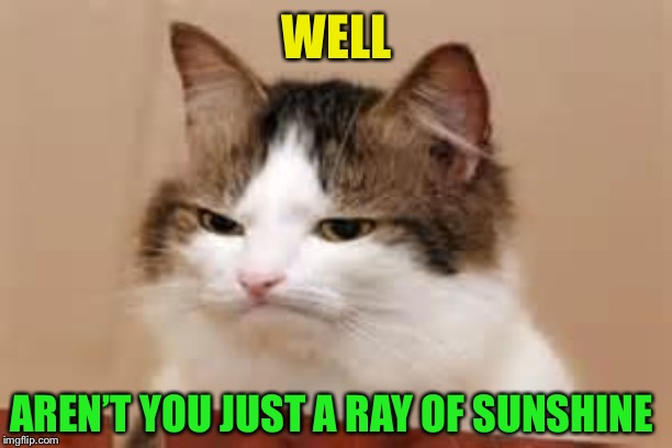 Disappointed Cat | WELL AREN’T YOU JUST A RAY OF SUNSHINE | image tagged in disappointed cat | made w/ Imgflip meme maker
