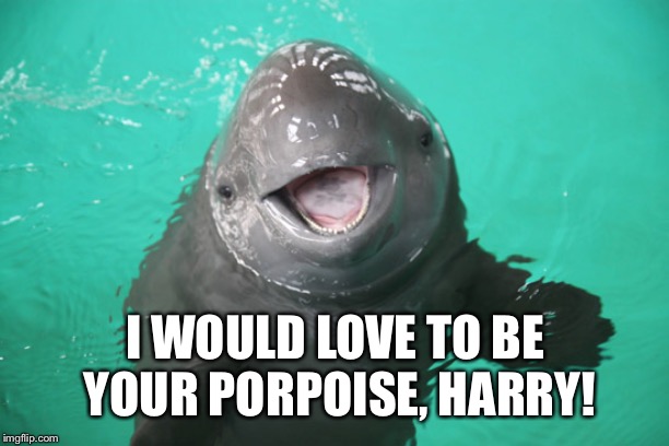 Perspective Porpoise | I WOULD LOVE TO BE YOUR PORPOISE, HARRY! | image tagged in perspective porpoise | made w/ Imgflip meme maker