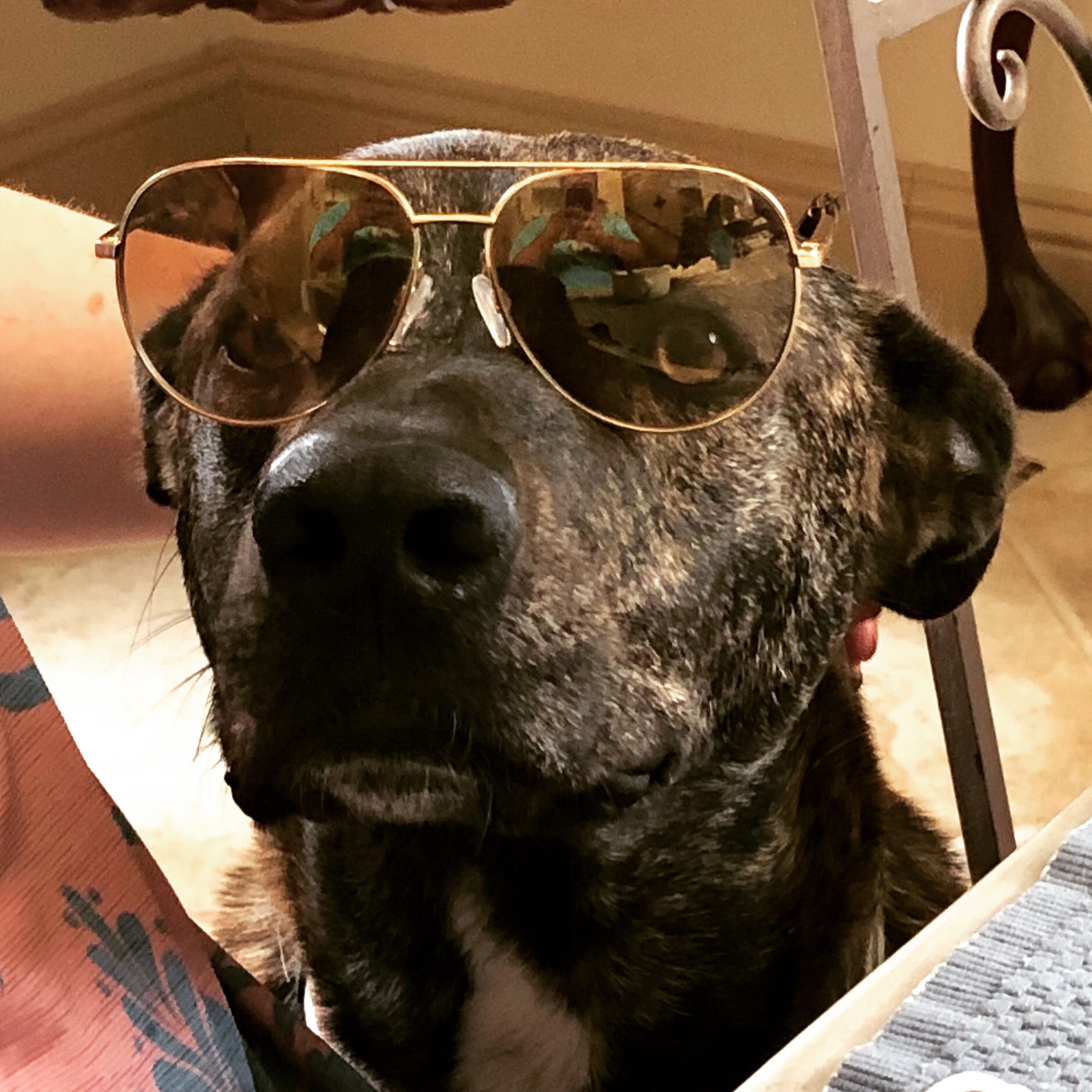Sunglasses Dog Blank Meme Template