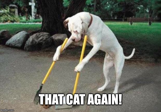 Dog poop | THAT CAT AGAIN! | image tagged in dog poop | made w/ Imgflip meme maker