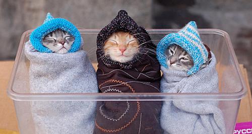image tagged in cats,animals
