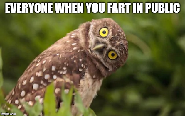 When you fart in public | EVERYONE WHEN YOU FART IN PUBLIC | image tagged in fart jokes,fart,public,owls | made w/ Imgflip meme maker