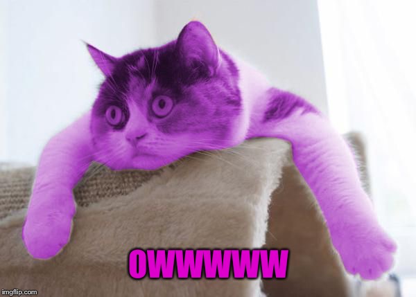 RayCat Stare | OWWWWW | image tagged in raycat stare | made w/ Imgflip meme maker