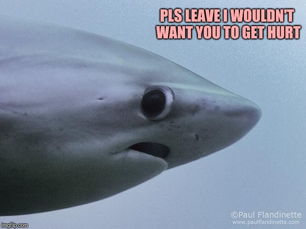 Awkward Shark | PLS LEAVE I WOULDN'T WANT YOU TO GET HURT | image tagged in awkward shark | made w/ Imgflip meme maker