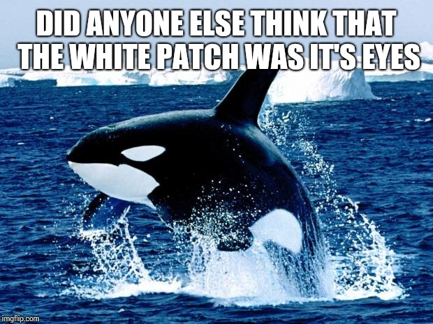 orca | DID ANYONE ELSE THINK THAT THE WHITE PATCH WAS IT'S EYES | image tagged in orca | made w/ Imgflip meme maker