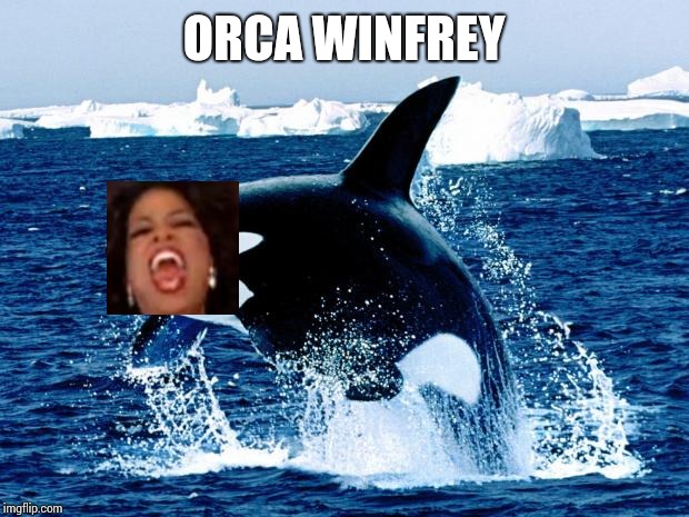 orca | ORCA WINFREY | image tagged in orca | made w/ Imgflip meme maker