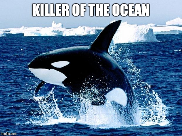 orca | KILLER OF THE OCEAN | image tagged in orca | made w/ Imgflip meme maker