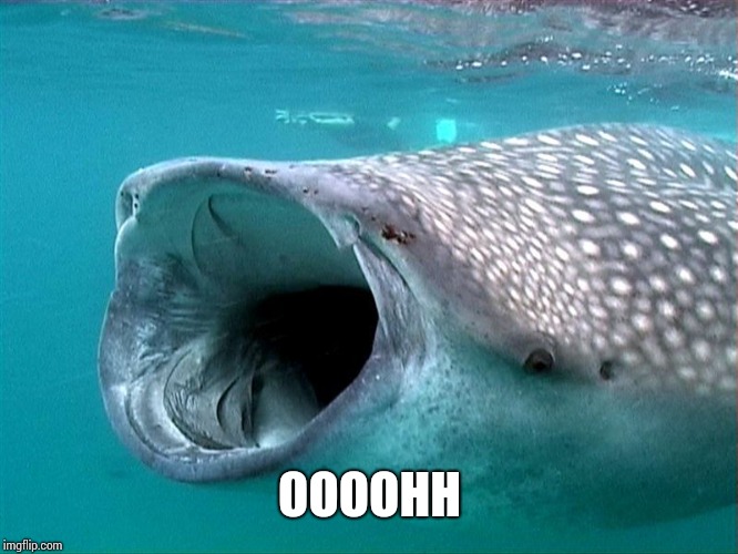 whale shark | OOOOHH | image tagged in whale shark | made w/ Imgflip meme maker
