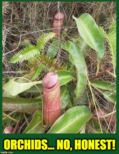 Roses R Red; Violets R Blue; If that is an Orchid, Then I am one, too | ORCHIDS... NO, HONEST! | image tagged in vince vance,orchids,roses are red violets are are blue,phallic shaped,flowers,peter dick johnson | made w/ Imgflip meme maker