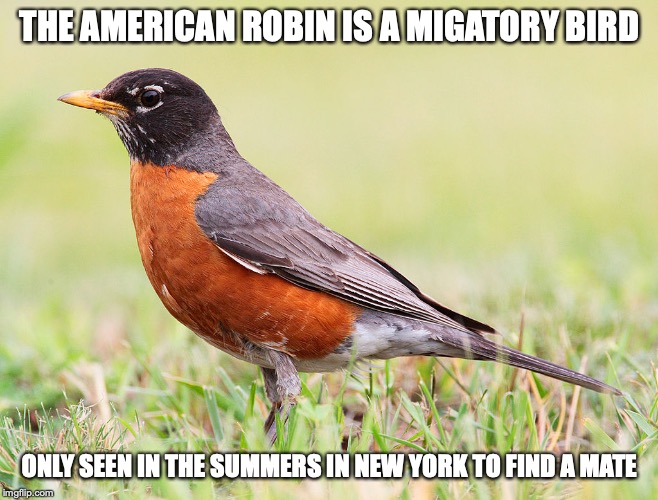 American Robin | THE AMERICAN ROBIN IS A MIGATORY BIRD; ONLY SEEN IN THE SUMMERS IN NEW YORK TO FIND A MATE | image tagged in robin,memes,birds | made w/ Imgflip meme maker