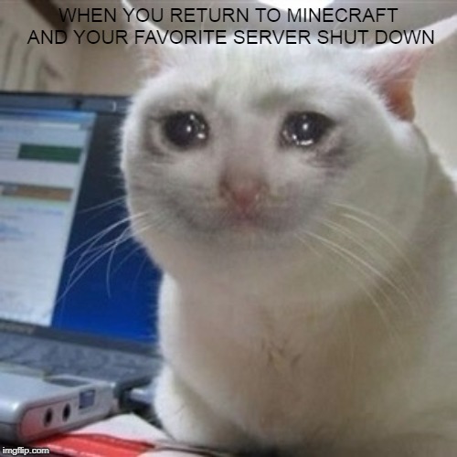Crying cat | WHEN YOU RETURN TO MINECRAFT AND YOUR FAVORITE SERVER SHUT DOWN | image tagged in crying cat | made w/ Imgflip meme maker
