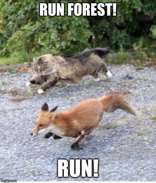 RUN FOREST! RUN! | made w/ Imgflip meme maker