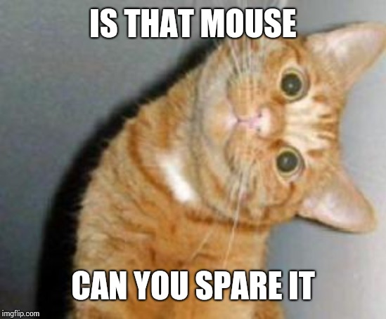 Cat has a question | IS THAT MOUSE; CAN YOU SPARE IT | image tagged in cat has a question | made w/ Imgflip meme maker