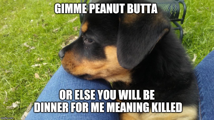  GIMME PEANUT BUTTA; OR ELSE YOU WILL BE DINNER FOR ME MEANING KILLED | image tagged in hidi | made w/ Imgflip meme maker
