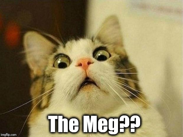 Scared Cat Meme | The Meg?? | image tagged in memes,scared cat | made w/ Imgflip meme maker