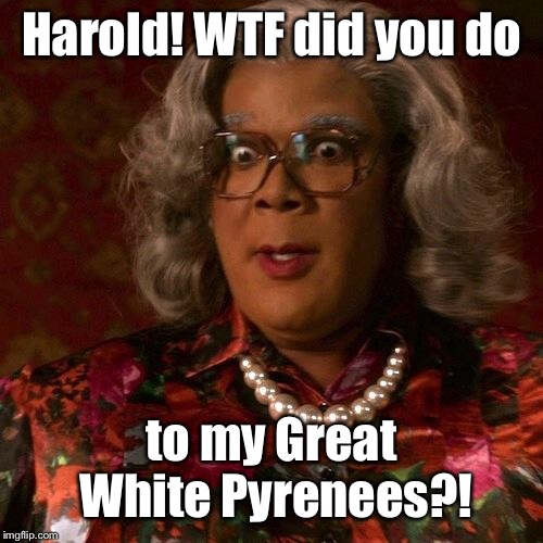 mad woman 2 | Harold! WTF did you do to my Great White Pyrenees?! | image tagged in mad woman 2 | made w/ Imgflip meme maker