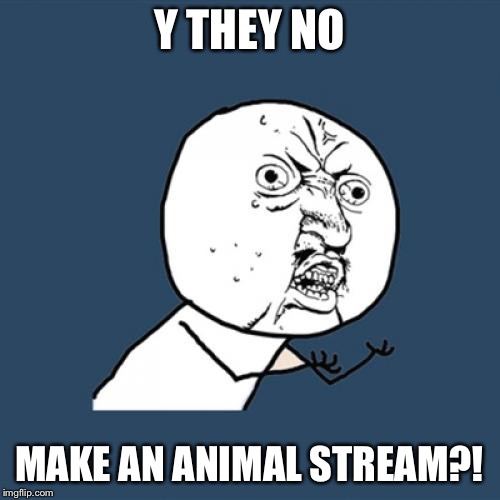 Y U No Meme | Y THEY NO MAKE AN ANIMAL STREAM?! | image tagged in memes,y u no | made w/ Imgflip meme maker