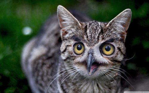 image tagged in animals,wtf