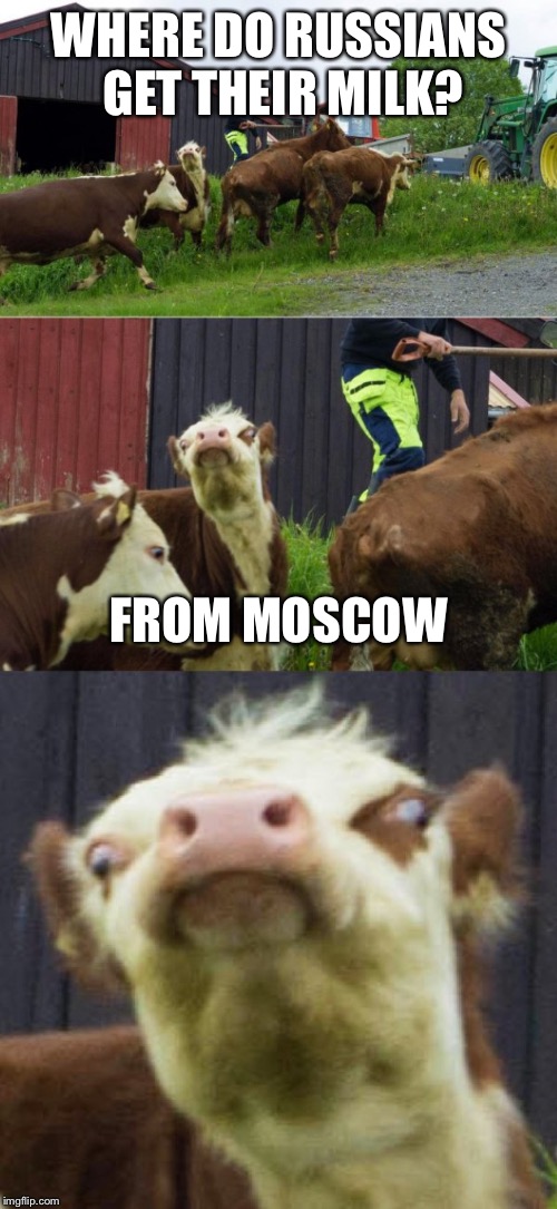 Bad pun cow  | WHERE DO RUSSIANS GET THEIR MILK? FROM MOSCOW | image tagged in bad pun cow | made w/ Imgflip meme maker