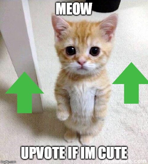 Cute Cat | MEOW; UPVOTE IF IM CUTE | image tagged in memes,cute cat | made w/ Imgflip meme maker