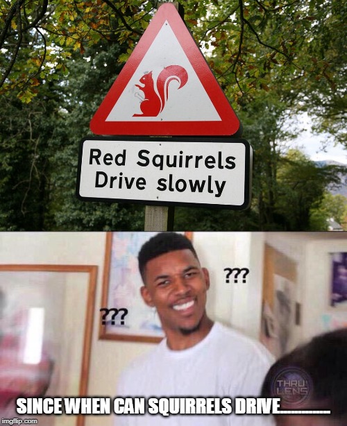 SINCE WHEN CAN SQUIRRELS DRIVE.............. | image tagged in black guy confused,squirrels,memes | made w/ Imgflip meme maker