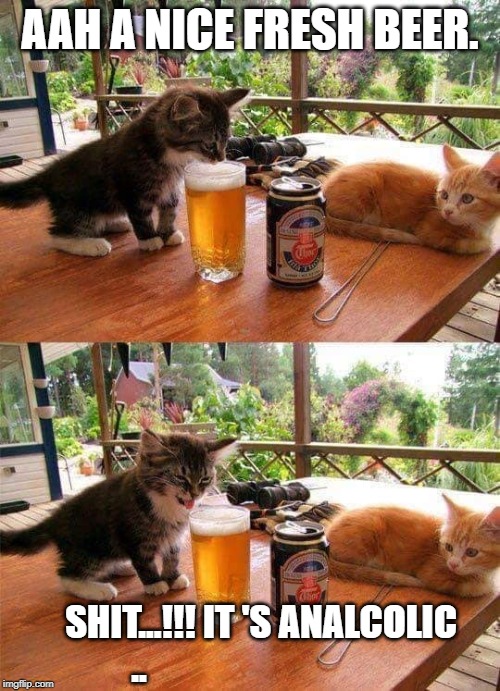 cat beer | AAH A NICE FRESH BEER. SHIT...!!! IT 'S ANALCOLIC .. | image tagged in cats | made w/ Imgflip meme maker