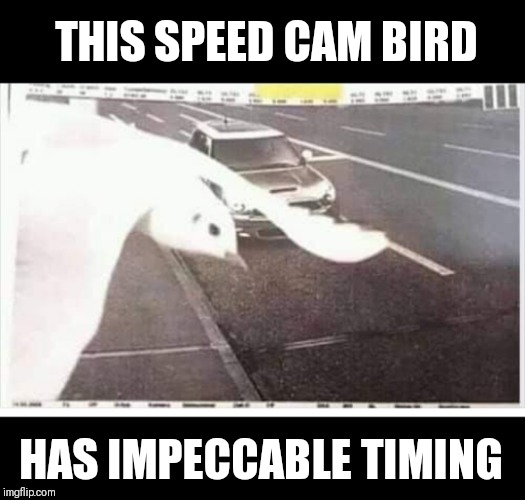 Cops hate him. | THIS SPEED CAM BIRD; HAS IMPECCABLE TIMING | image tagged in speeding ticket,save,lucky | made w/ Imgflip meme maker