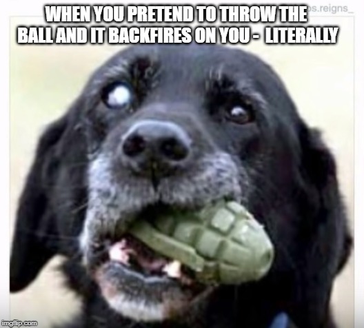 that's not the ball - take it back ! | WHEN YOU PRETEND TO THROW THE BALL AND IT BACKFIRES ON YOU -  LITERALLY | image tagged in dogs | made w/ Imgflip meme maker