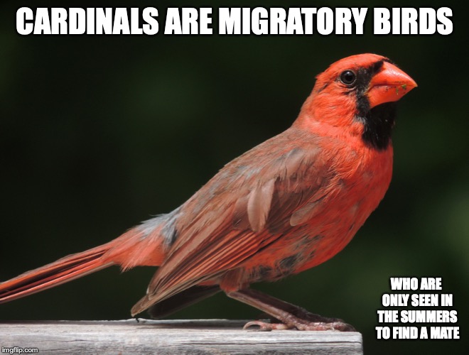 Cardinals | CARDINALS ARE MIGRATORY BIRDS; WHO ARE ONLY SEEN IN THE SUMMERS TO FIND A MATE | image tagged in cardinals,memes,birds | made w/ Imgflip meme maker